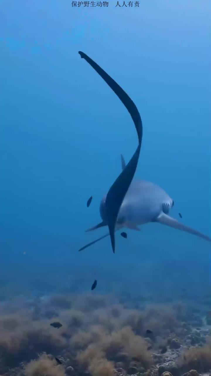 深海生物的奇特外形，探索神秘的深蓝海底世界鱼类