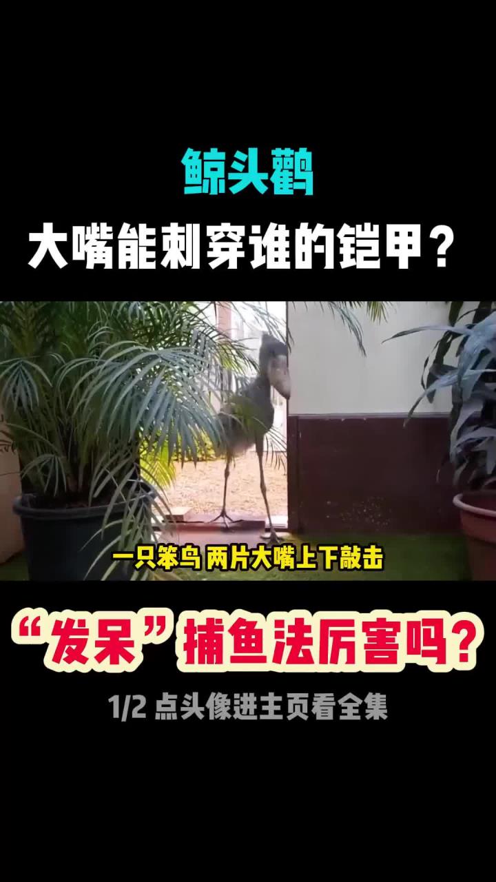 鲸头鹳大嘴欺负鳄鱼宝宝,发呆捕鱼竟有高招!