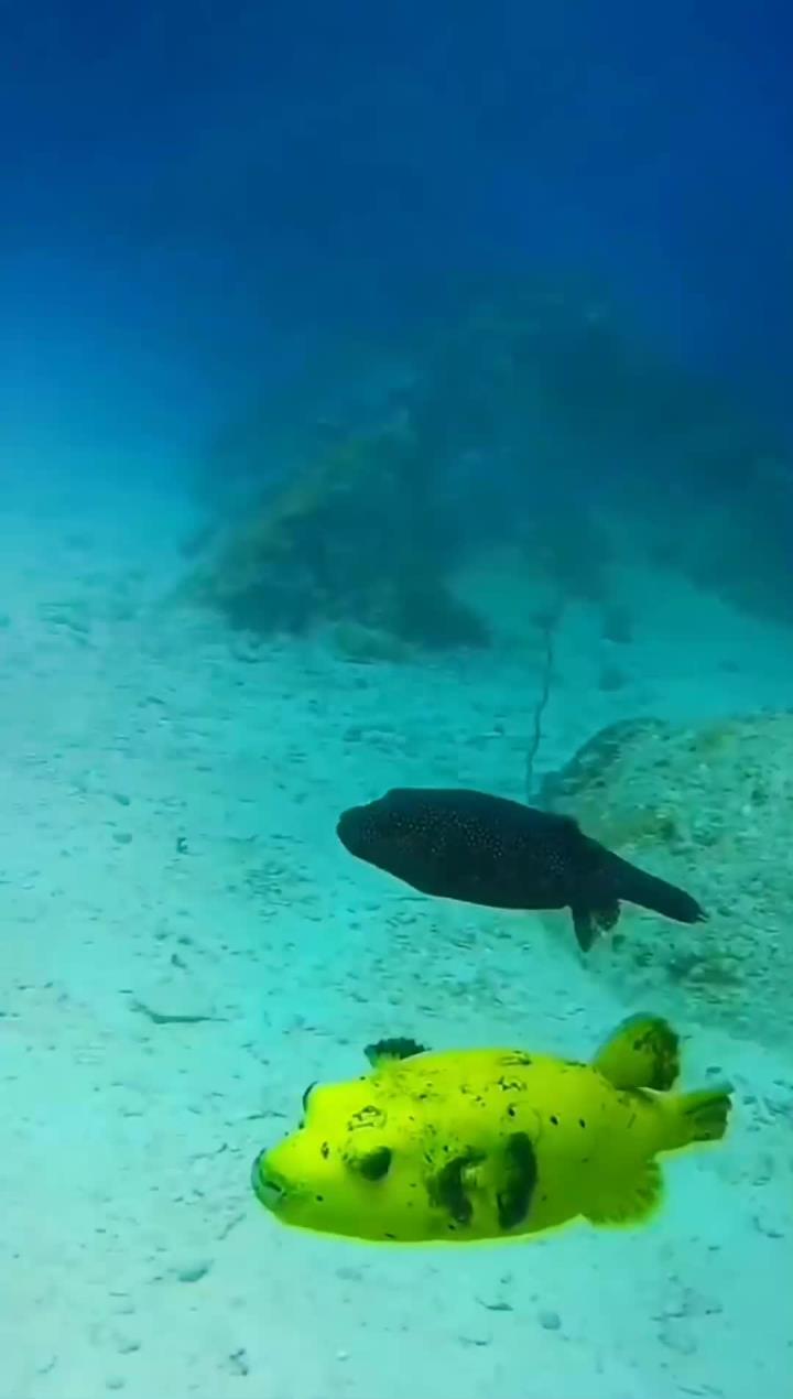 海底世界鱼虾齐聚,快来一探究竟!