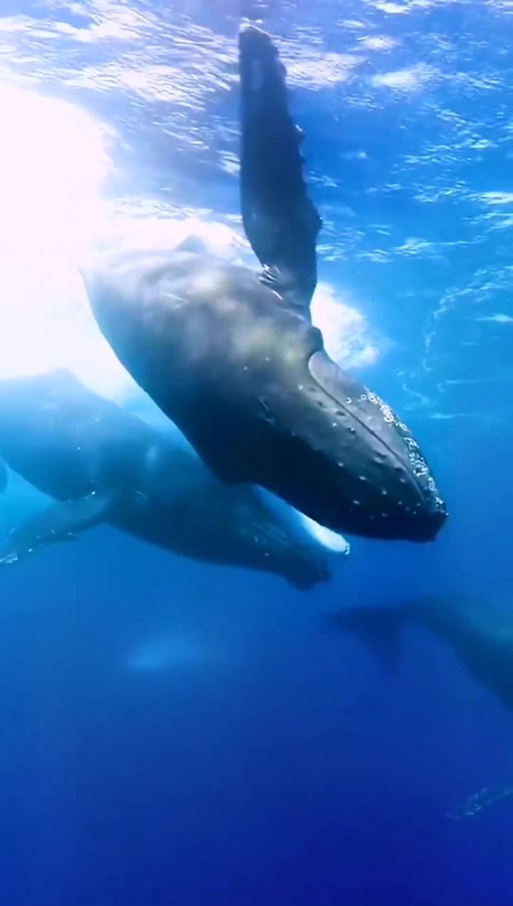 鲸鱼跳出水面背后的惊人真相揭秘