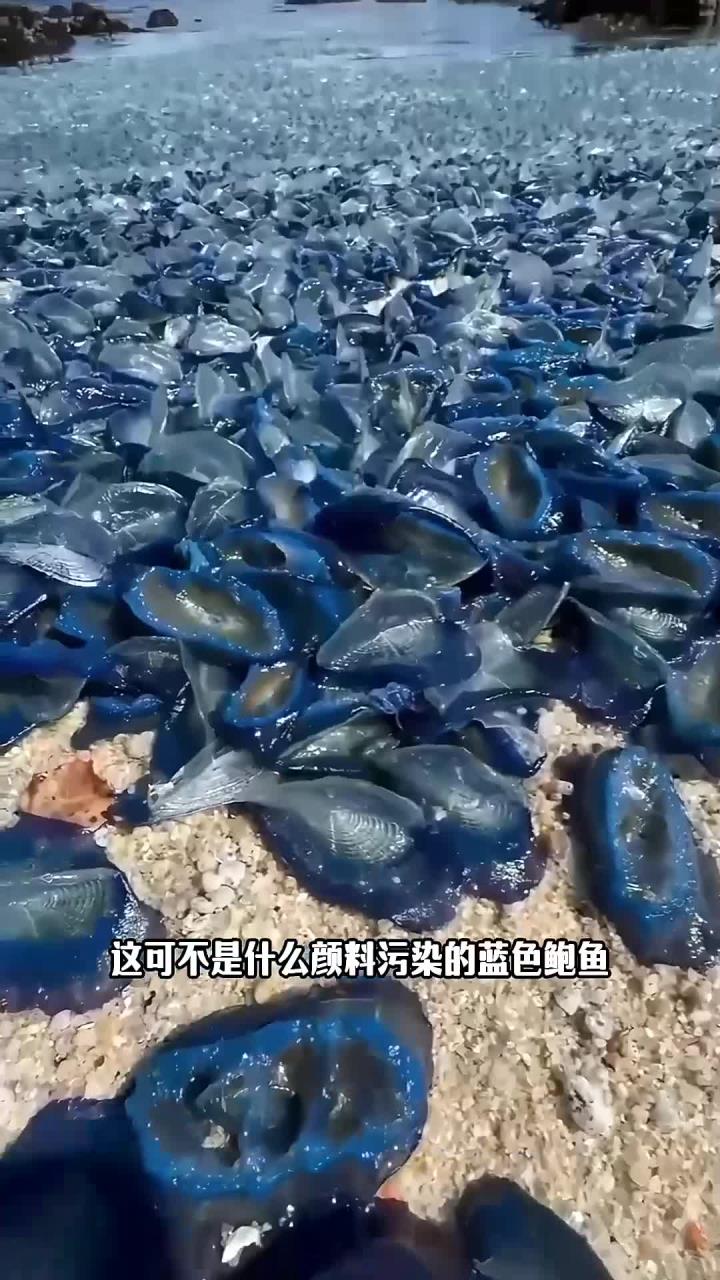 在海滩遇到亿万只“蓝色鲍鱼”的应对之策