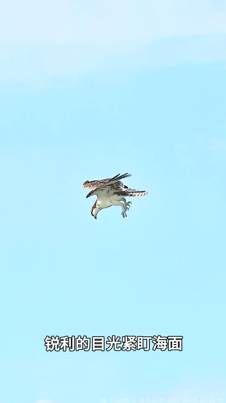 鱼鹰捕获到大鱼，并迅速往返鹰巢