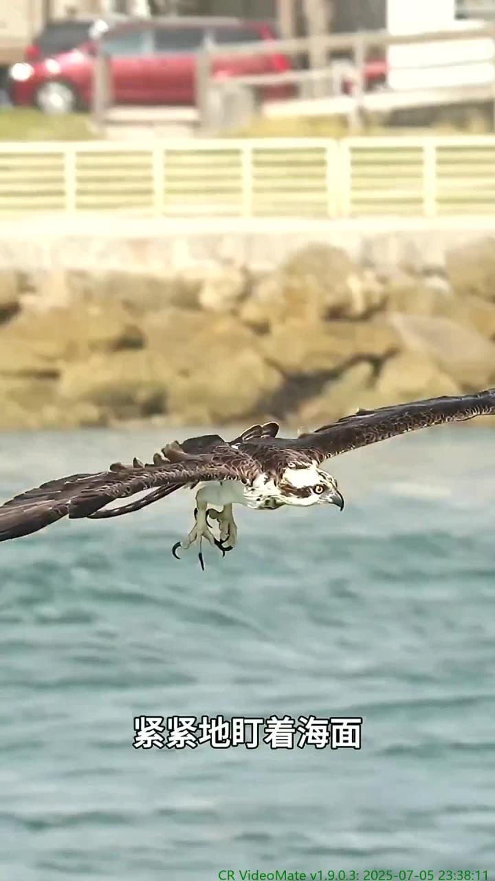 鱼鹰俯冲而下捕获大鱼，鹈鹕出现在它身后想要搞偷袭