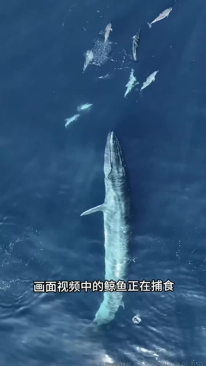 鲸鱼吞食场面