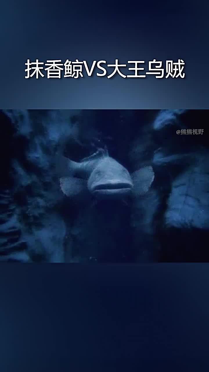 抹香鲸深海大战大王乌贼