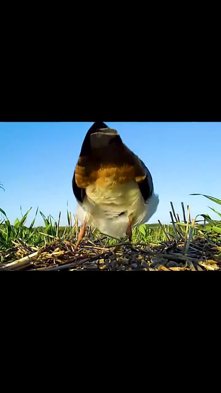 凤头麦鸡细心孵蛋的温馨瞬间
