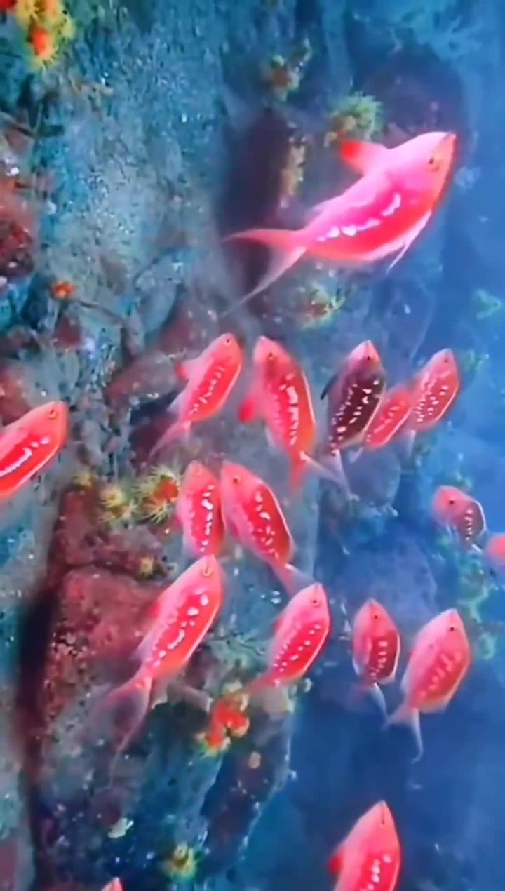海金鱼金红交织带来好运,见此鱼福气满满