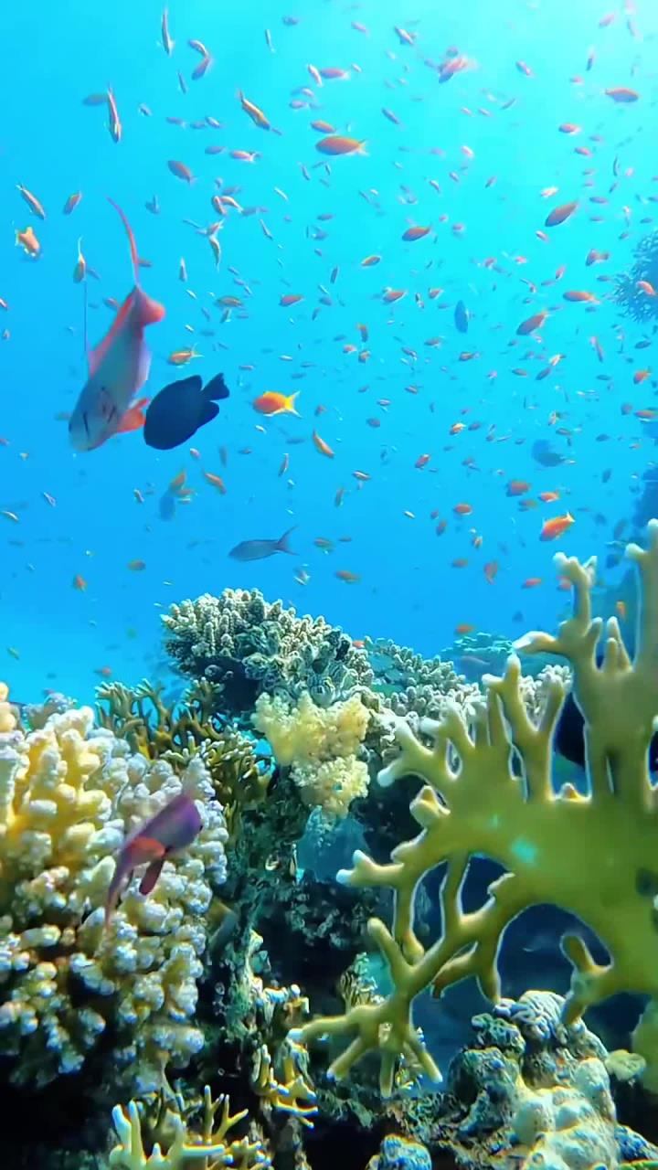 梦幻蓝色海底世界,彩珊瑚与鱼群的奇妙共舞