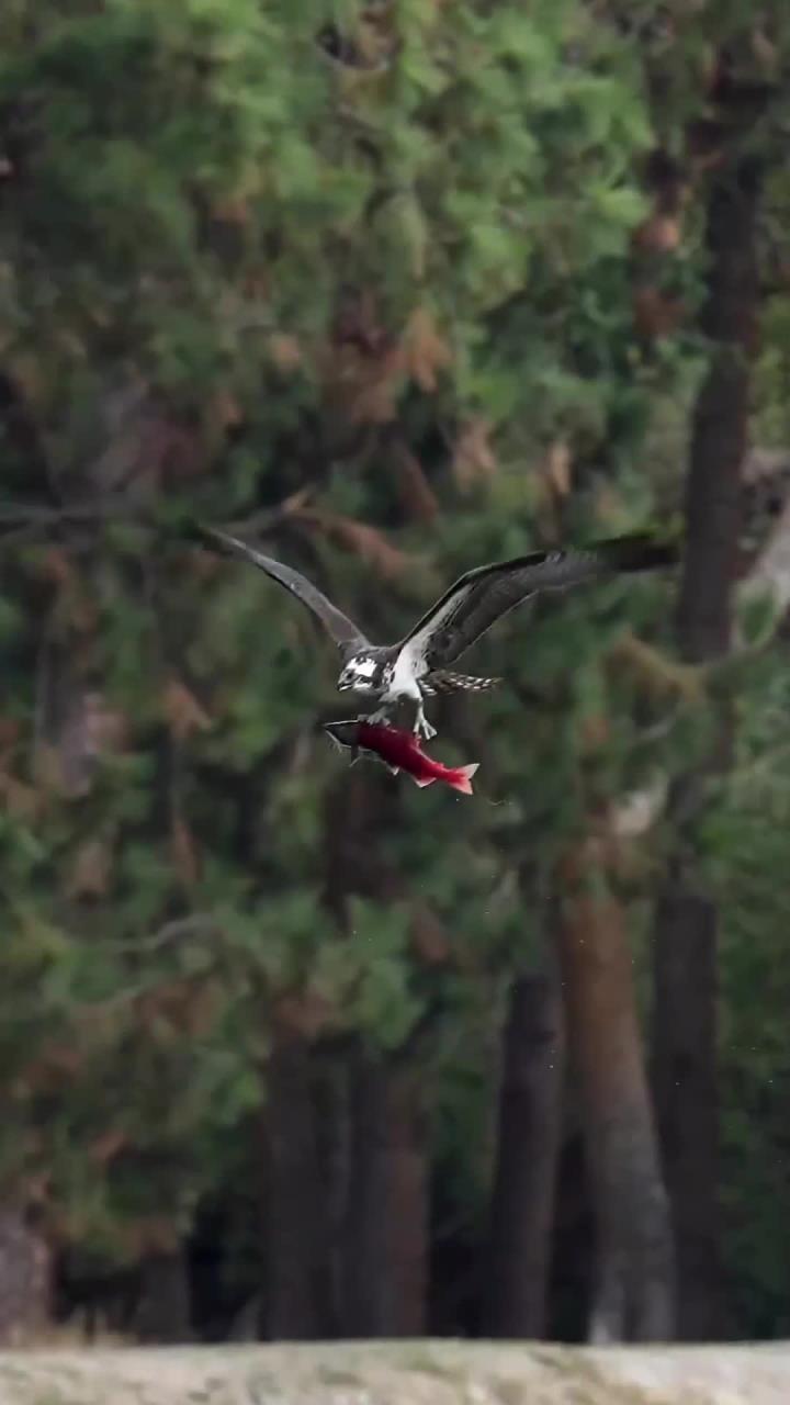 飞鱼跃水瞬间,震撼美丽画面尽显精彩