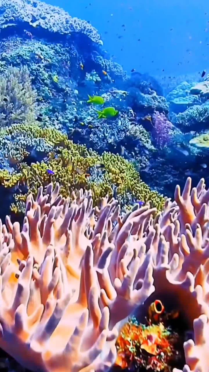 高清海底世界美与丑各种鱼类形态万千