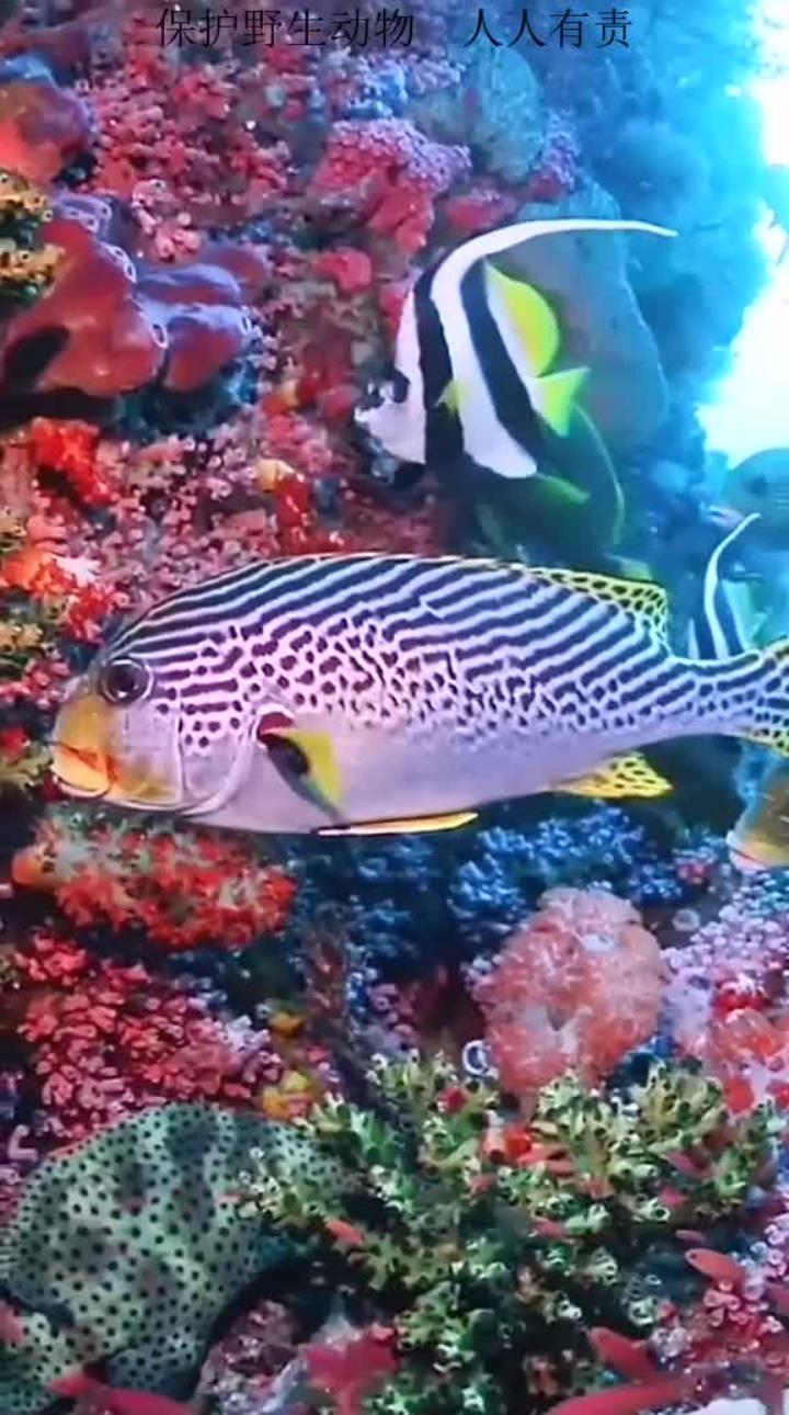 海底珊瑚世界五彩鱼儿赖以生存之地正遭气候及人为影响白化消失