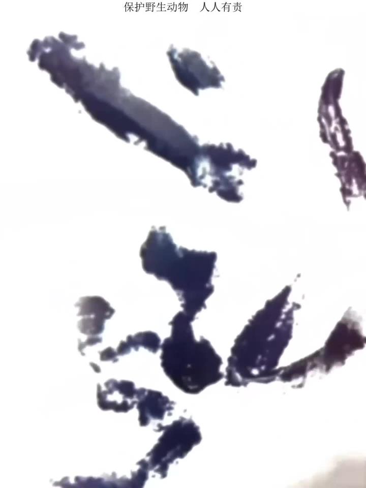 绘聚林海助力海洋环境保护与鲸共创作