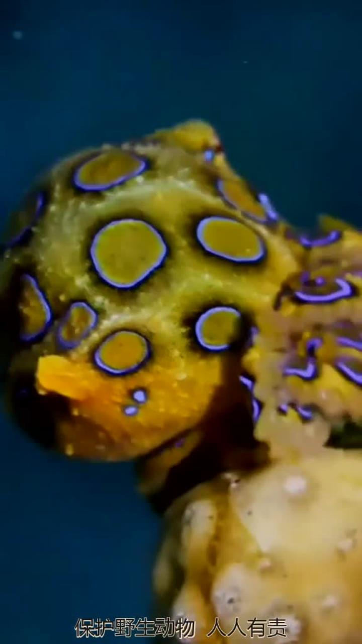 海底世界的蓝环章鱼色彩艳丽背后的致命危险
