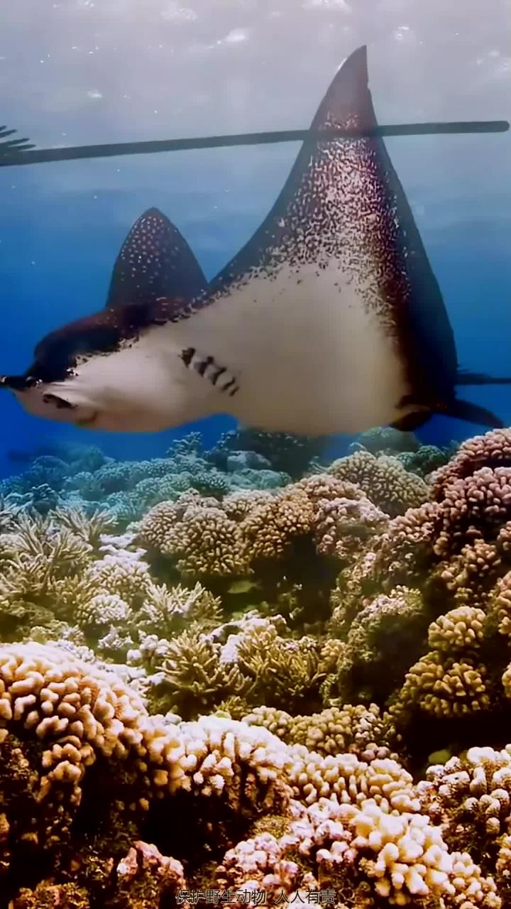 带你近距离看看海底鱼类