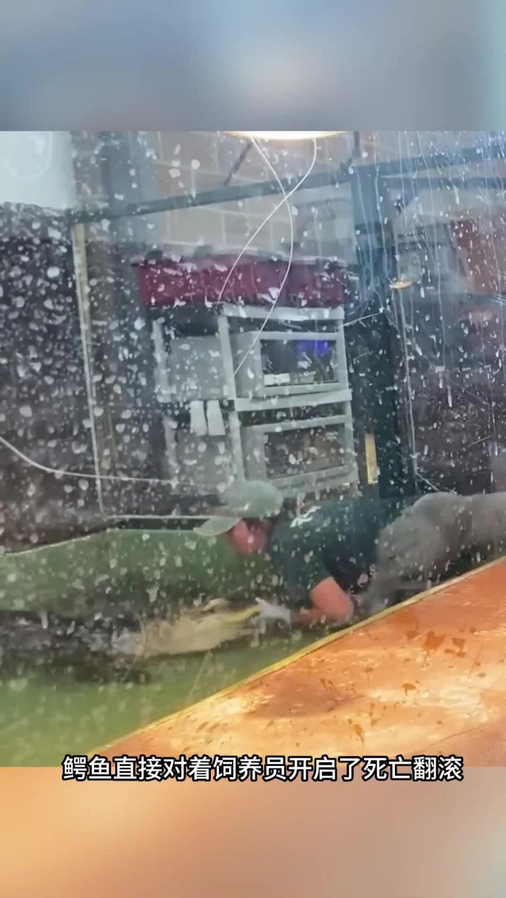 鳄鱼突袭真实惊悚体验