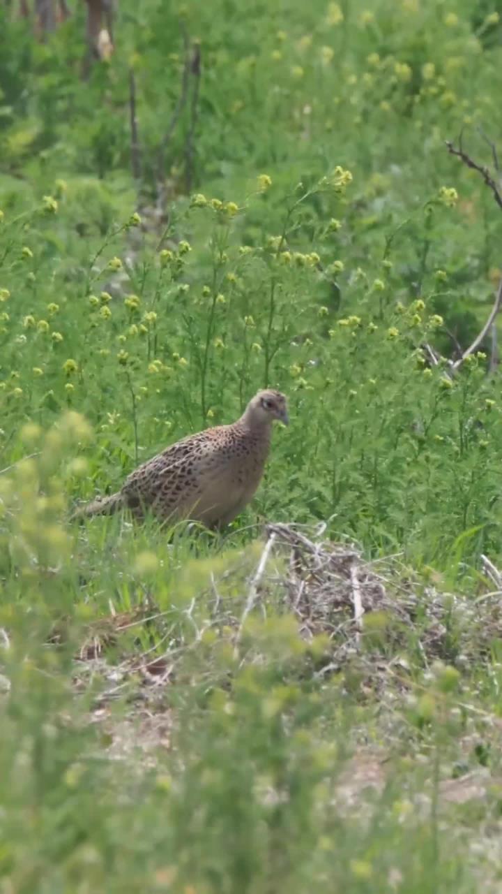 母野鸡外出时十分谨慎，须不断环顾四周查看情况
