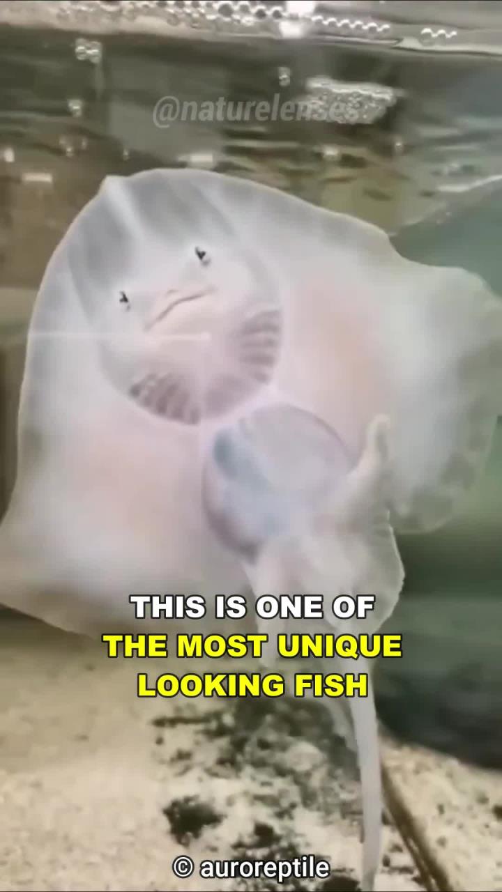 致命的魔鬼鱼：揭秘有毒扁平鱼的惊人秘密