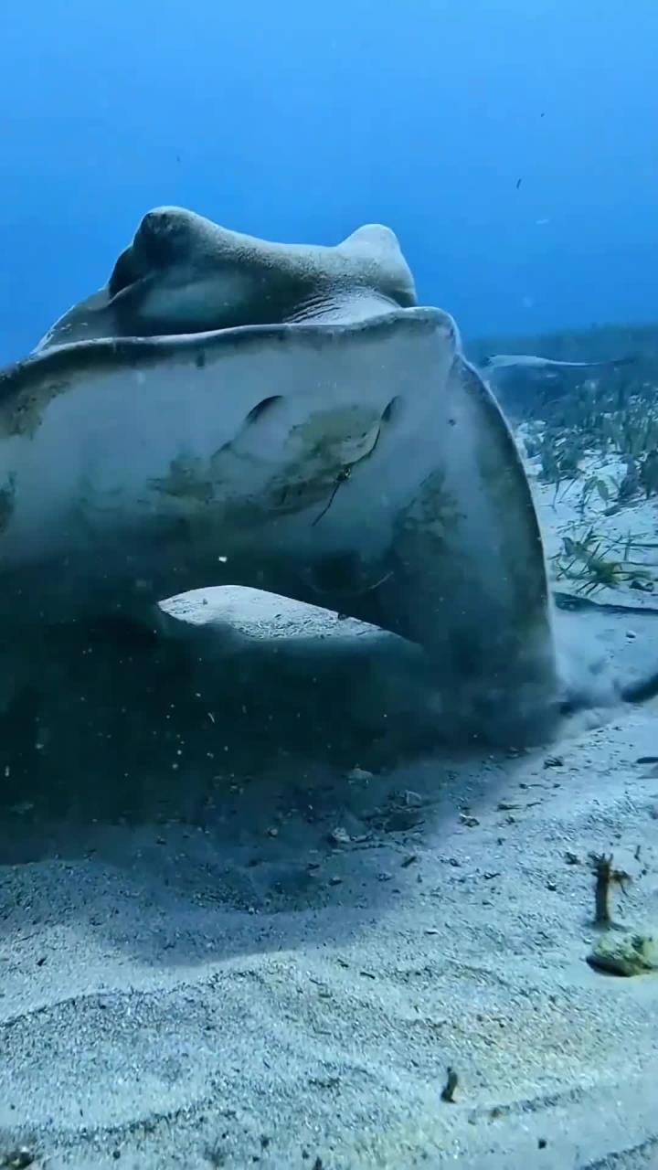 海底舞者鳐鱼神秘蓝色魅力大揭秘