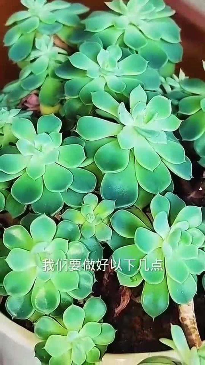 冬季怎么养好老桩多肉?