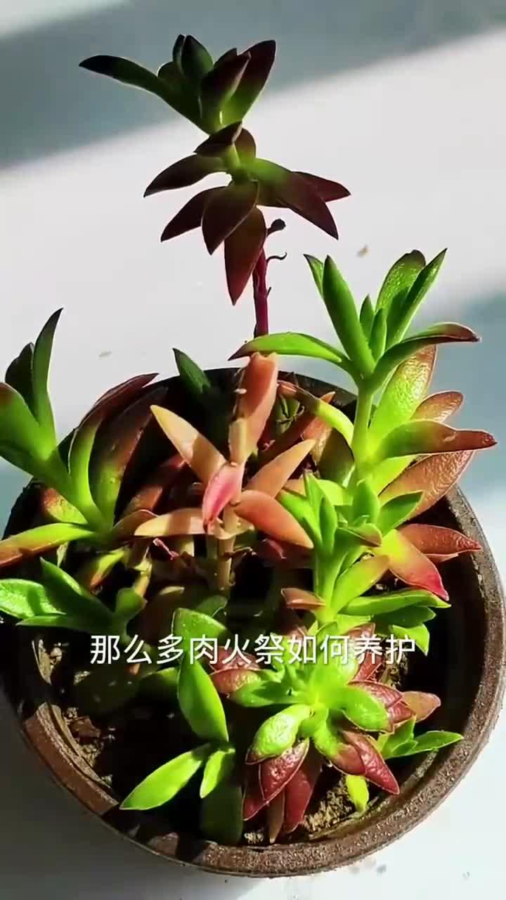 多肉火祭这样养护,茎杆粗壮叶片浓密
