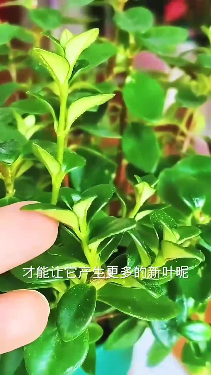春季怎么养金鱼花新叶多?