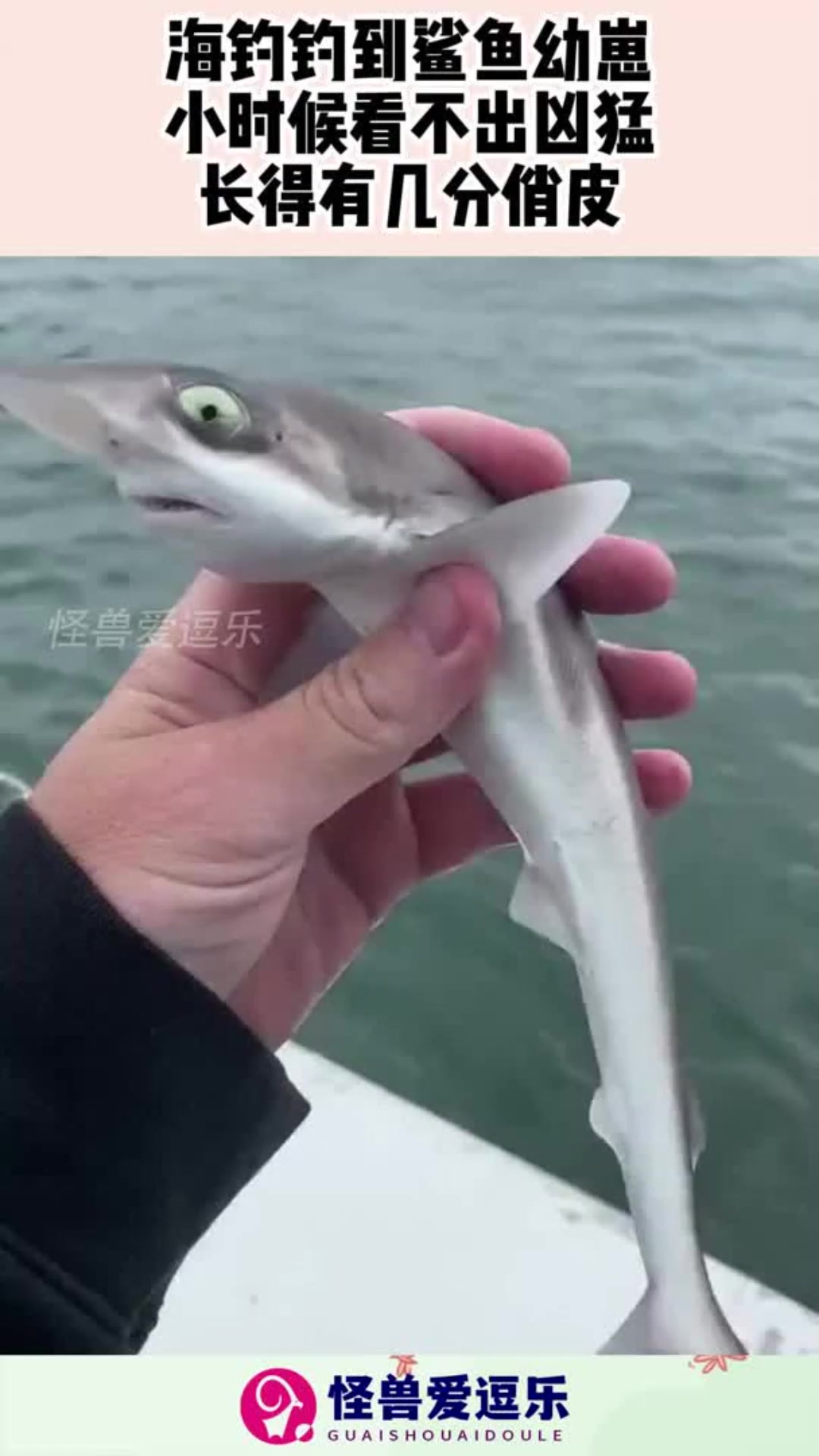 海钓钓到鲨鱼幼崽,小时候看不出凶猛,长得有几分俏皮!