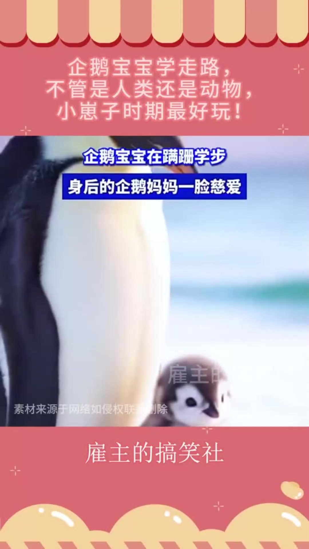 企鹅宝宝学走路，不管是人类还是动物，小崽子时期最好玩！