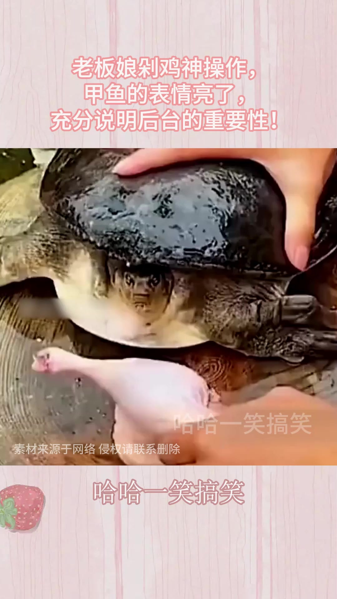 老板娘剁鸡神操作,甲鱼的表情亮了,充分说明后台的重要性!
