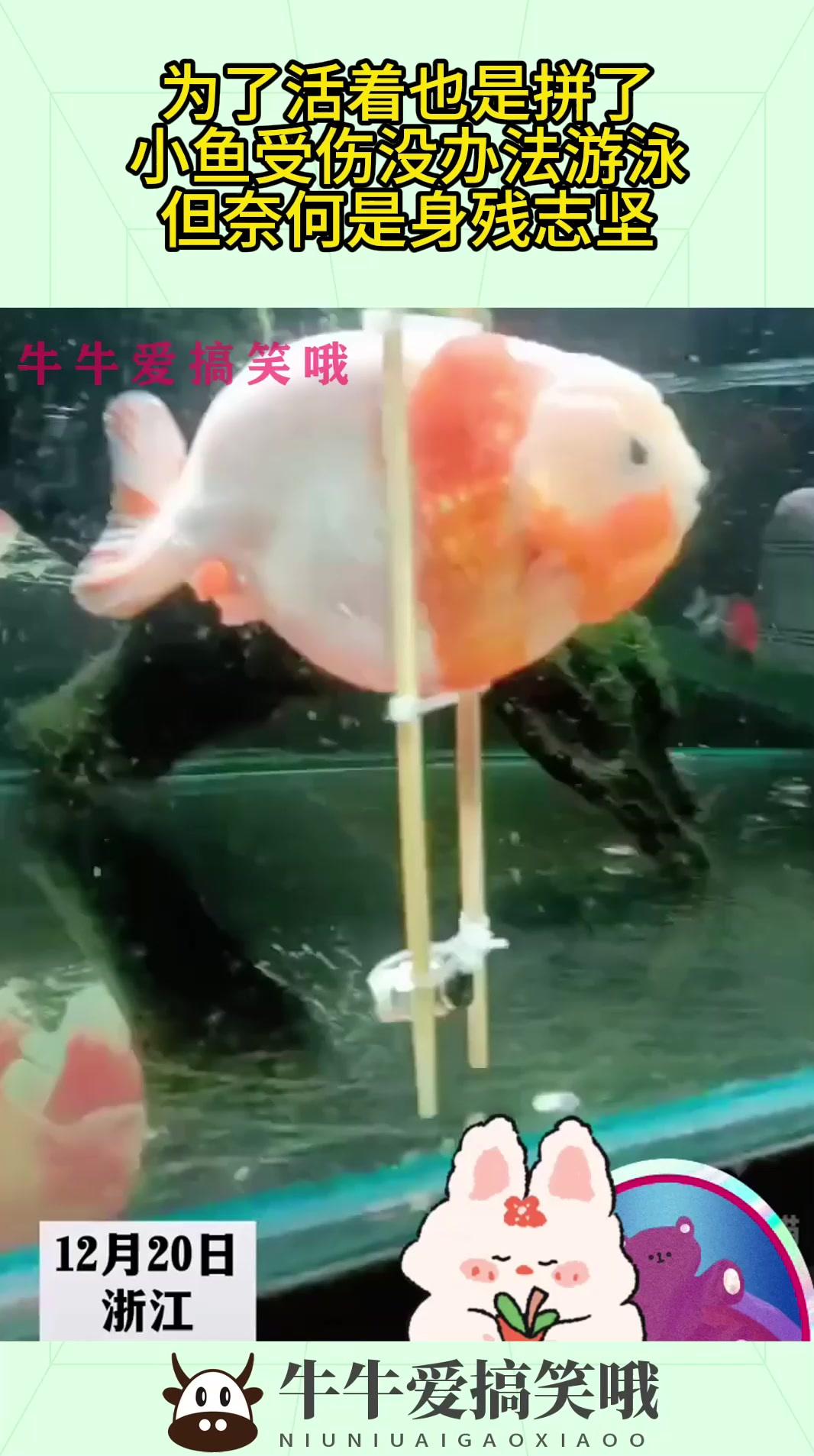 为了活着也是拼了，小鱼受伤没办法游泳，但奈何是身残志坚！