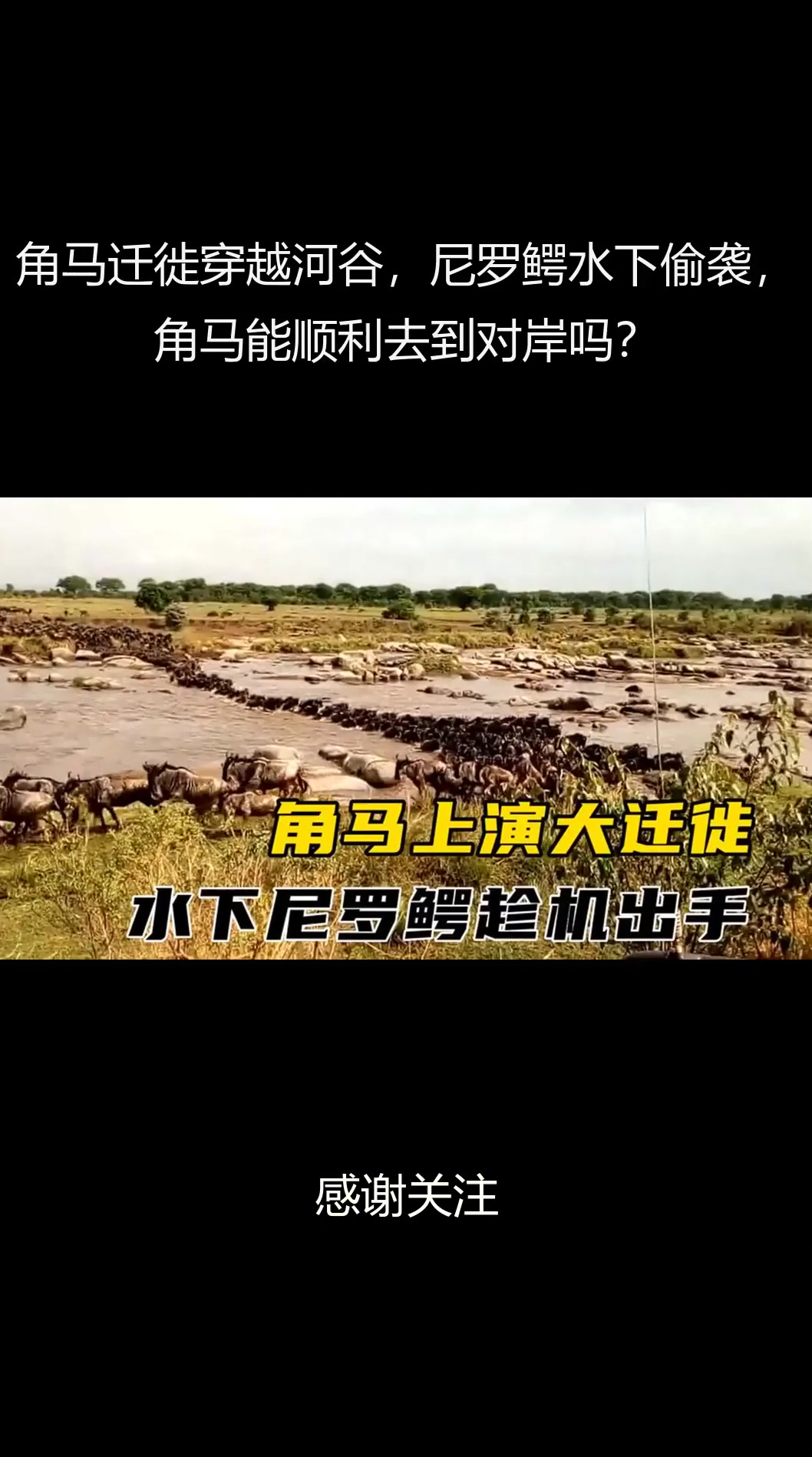 角马迁徙穿越河谷，尼罗鳄水下偷袭，角马能顺利去到对岸吗？