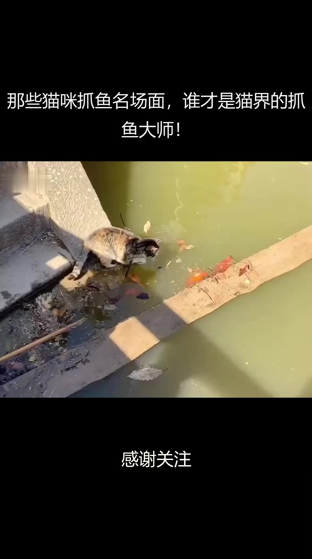 那些猫咪抓鱼名场面，谁才是猫界的抓鱼大师！