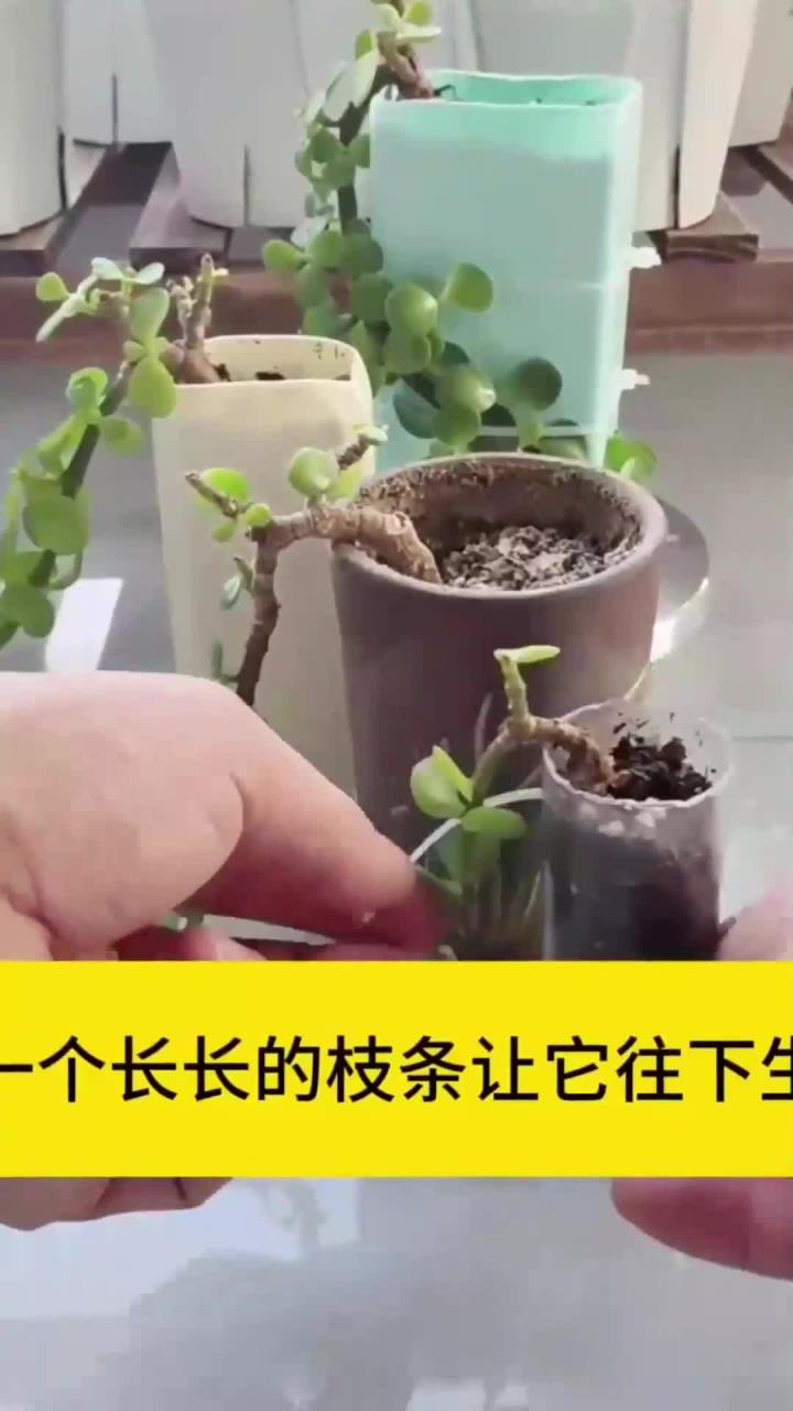 金枝玉叶悬崖桩的造型方法