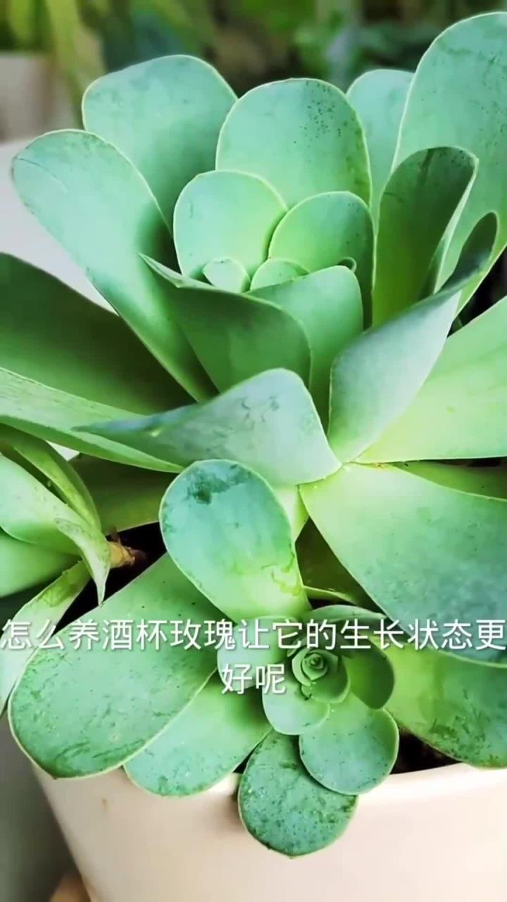 酒杯玫瑰怎么养状态更好?