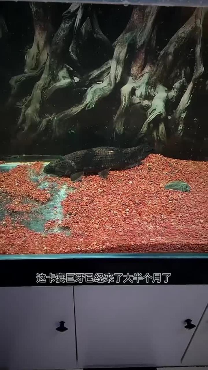 你要乖.要早点睡.明天我还喜欢你