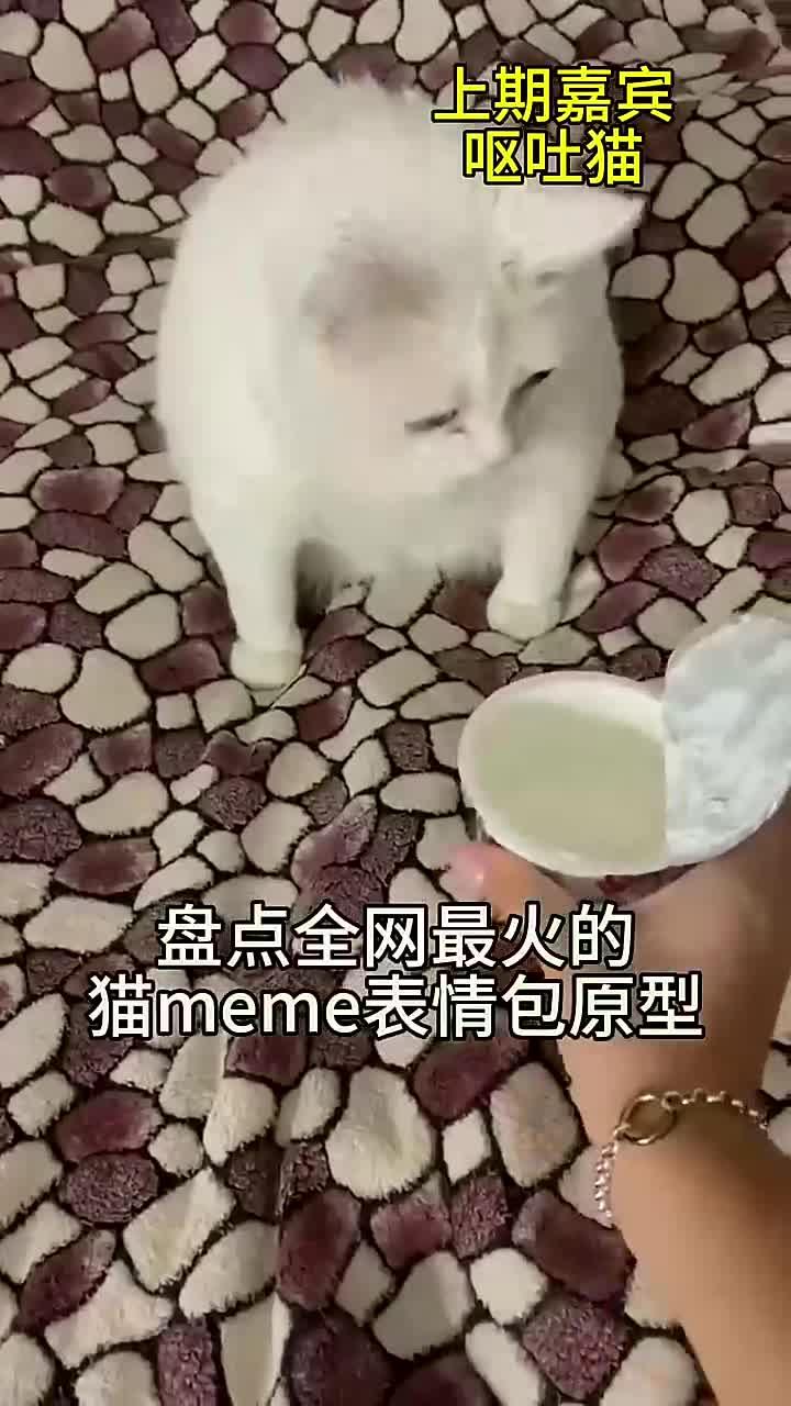 盘点全网最火猫meme表情包,出处都在哪?(32)很用心做的一期