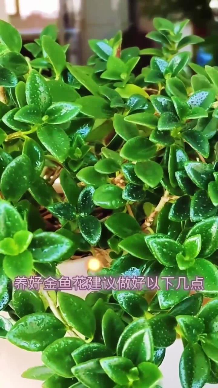 金鱼花这么养,长的旺盛开花好