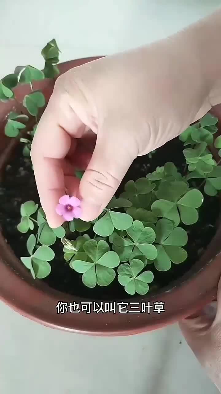 什么花养一年,一盆能变二十盆,当然是这个“小草花”了