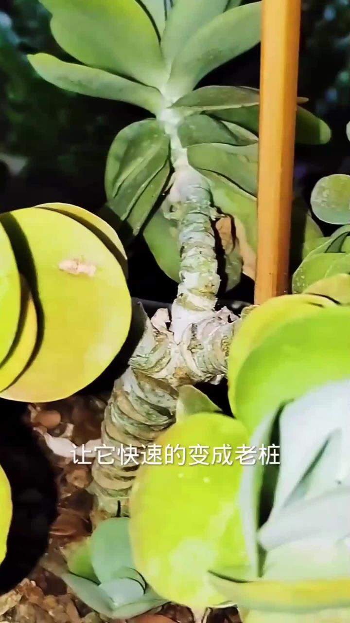 秋季这么养多肉唐印,快速变老桩