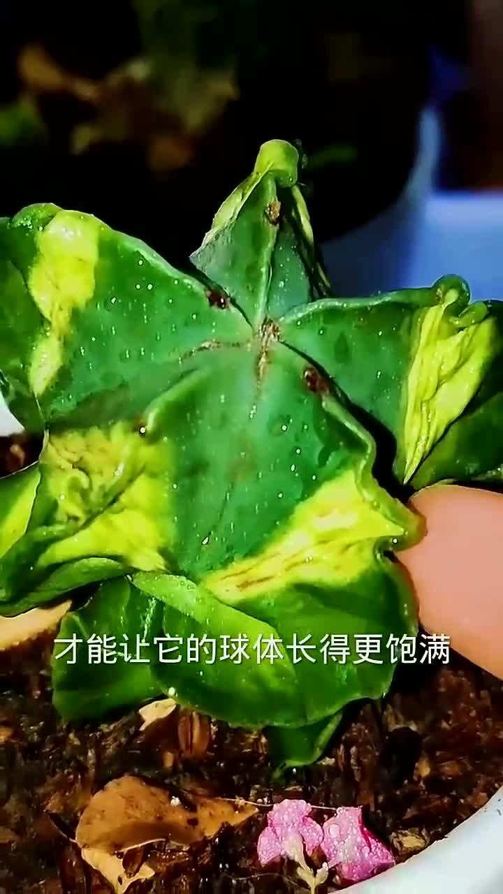 多肉鸾凤玉锦这么养,更饱满