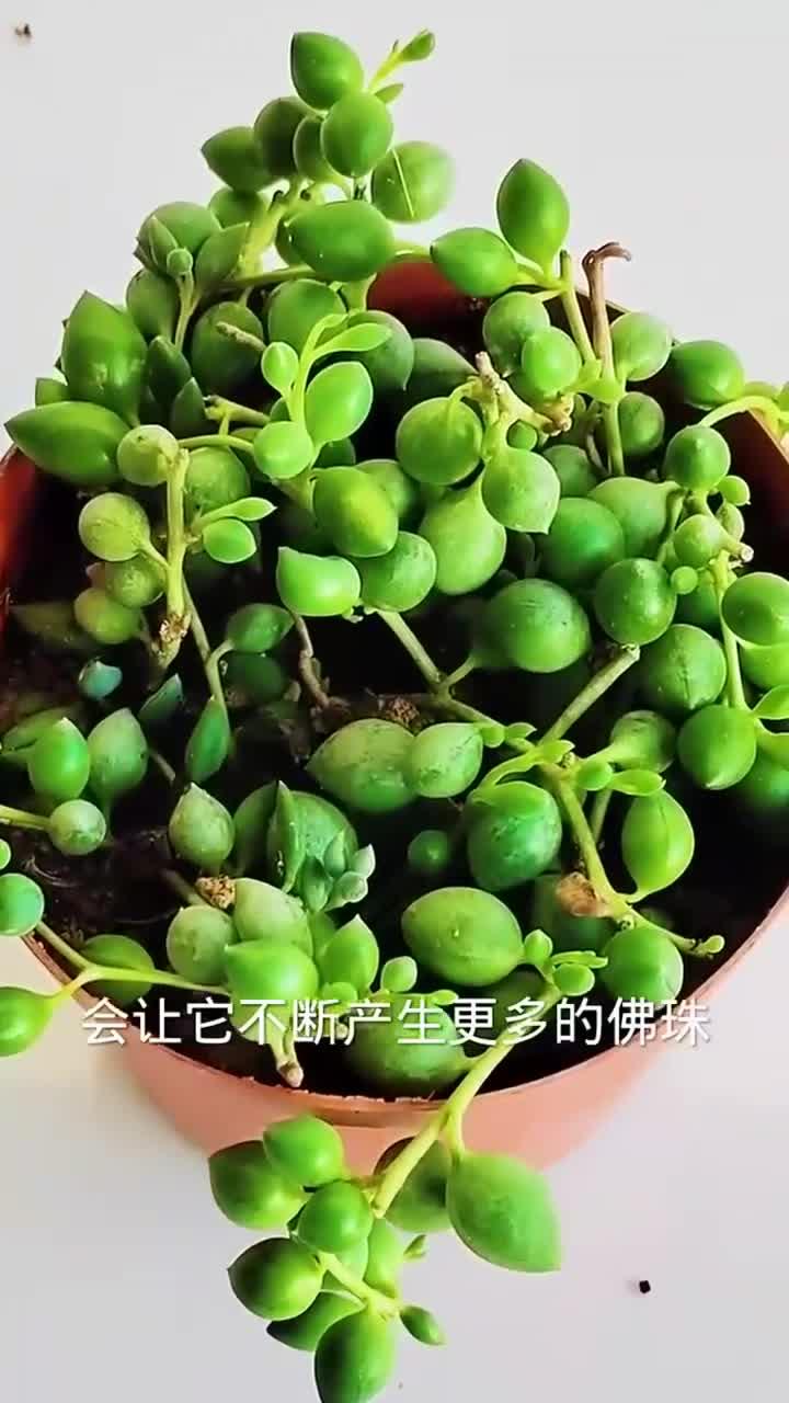 冬天养多肉佛珠做到这几点,生长更旺盛