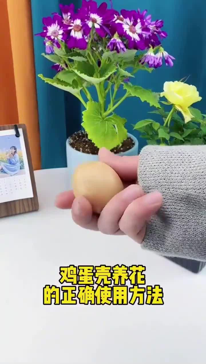 教你用鸡蛋壳来养花