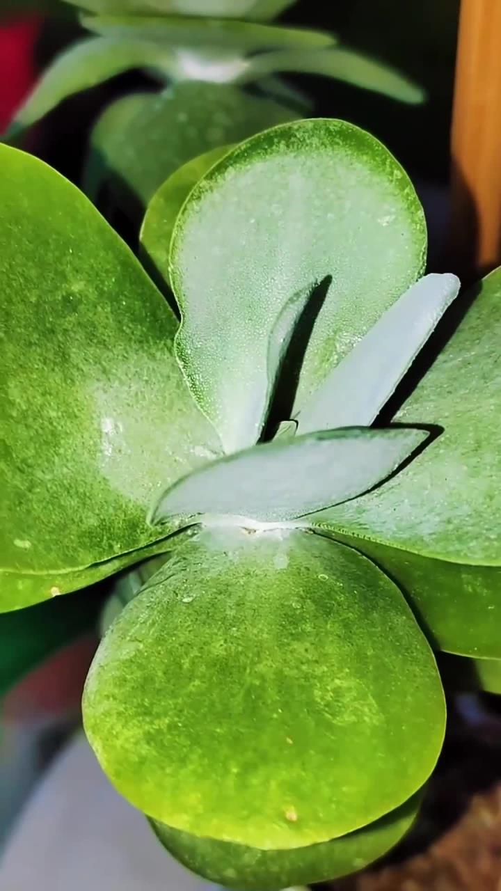 九月这么养多肉唐印,长得又快又好