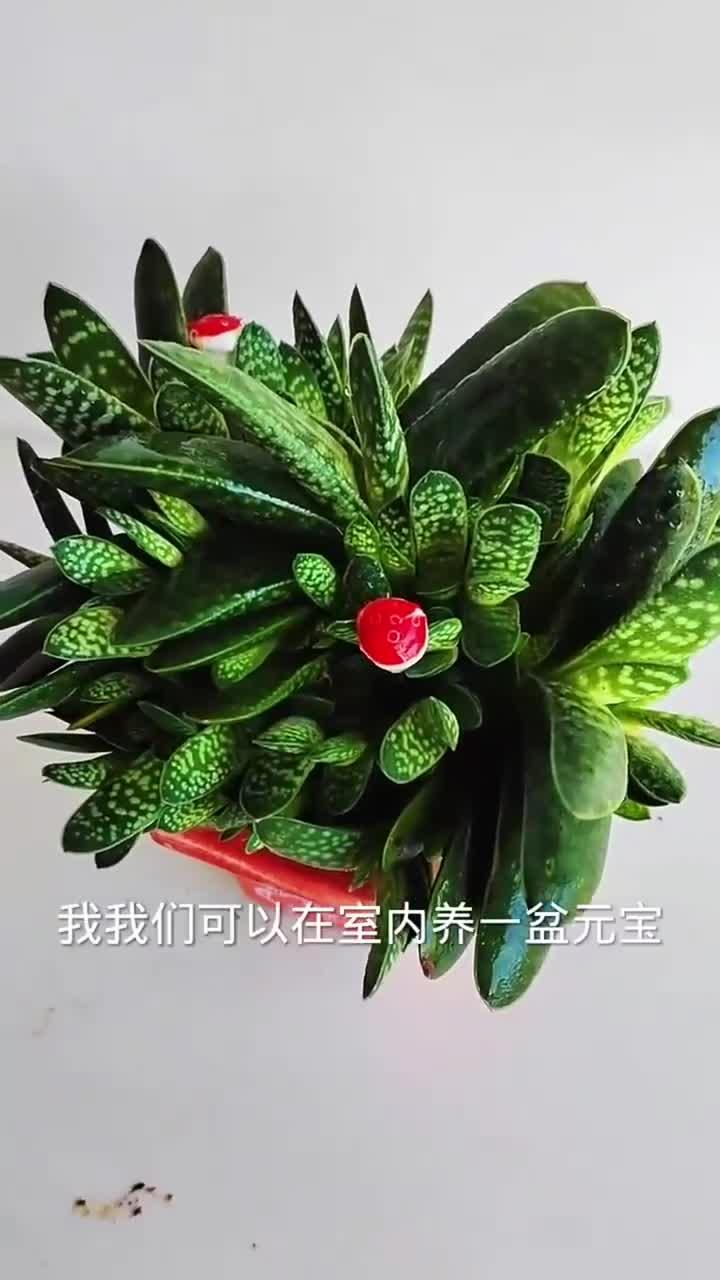 夏天室内养元宝,寓意好生长旺