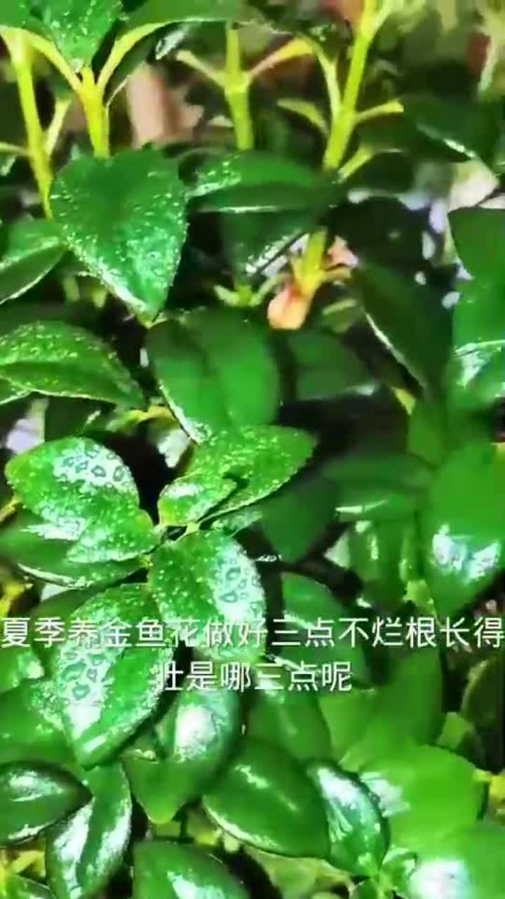夏季养金鱼花,做好三点长得壮