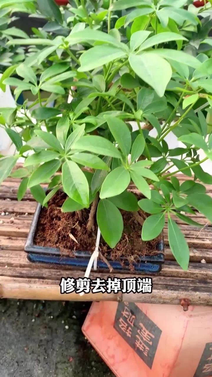 给鸭掌木修剪打顶,修剪季节,以及位置不要选错了