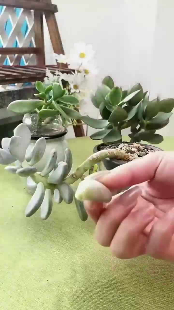 家里用完的饮料瓶子不要再丢啦。简单做个花盆用来叶插多肉不香嘛(20701)