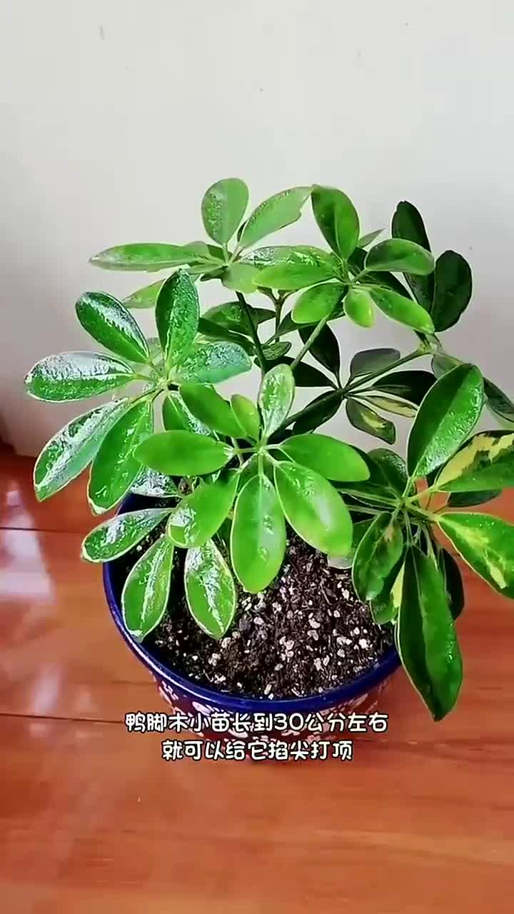 独杆鸭掌木打顶,养花小知识(23432)
