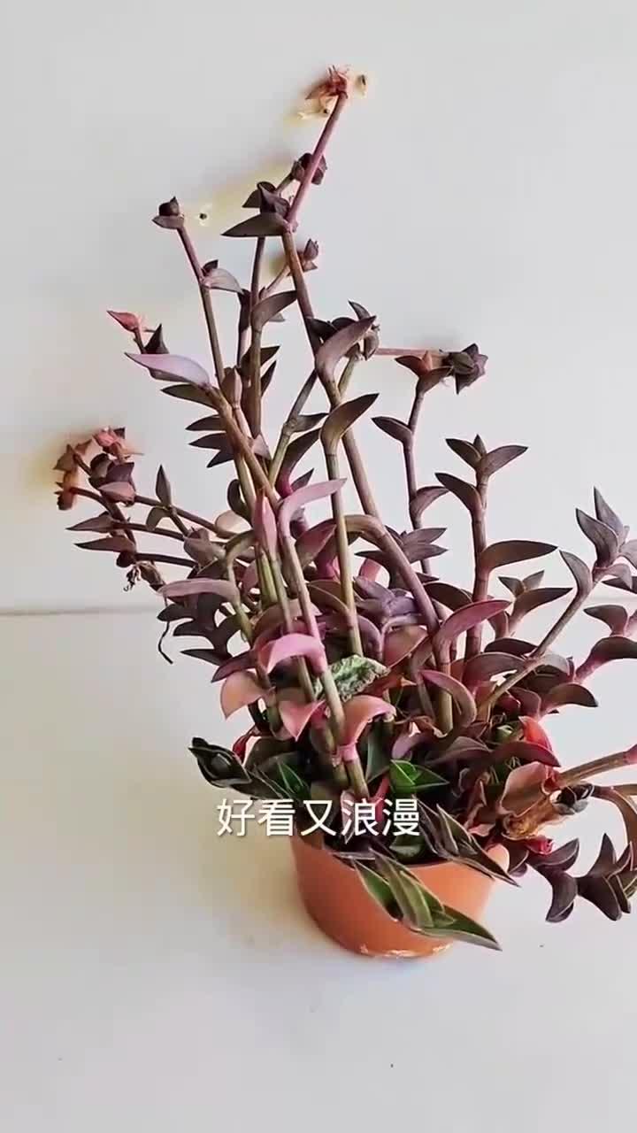 多肉一帆风顺这样养护观赏性更强