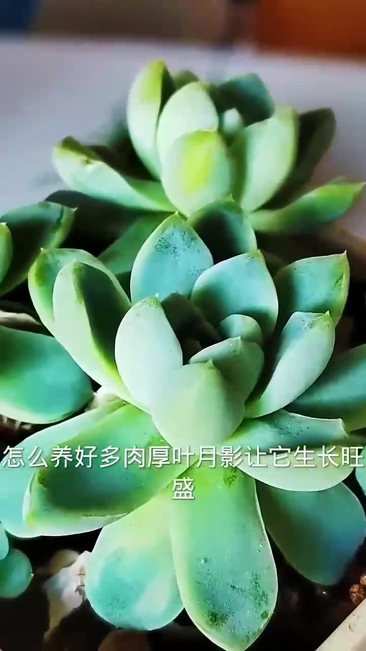 怎么让多肉厚叶月影长新芽?