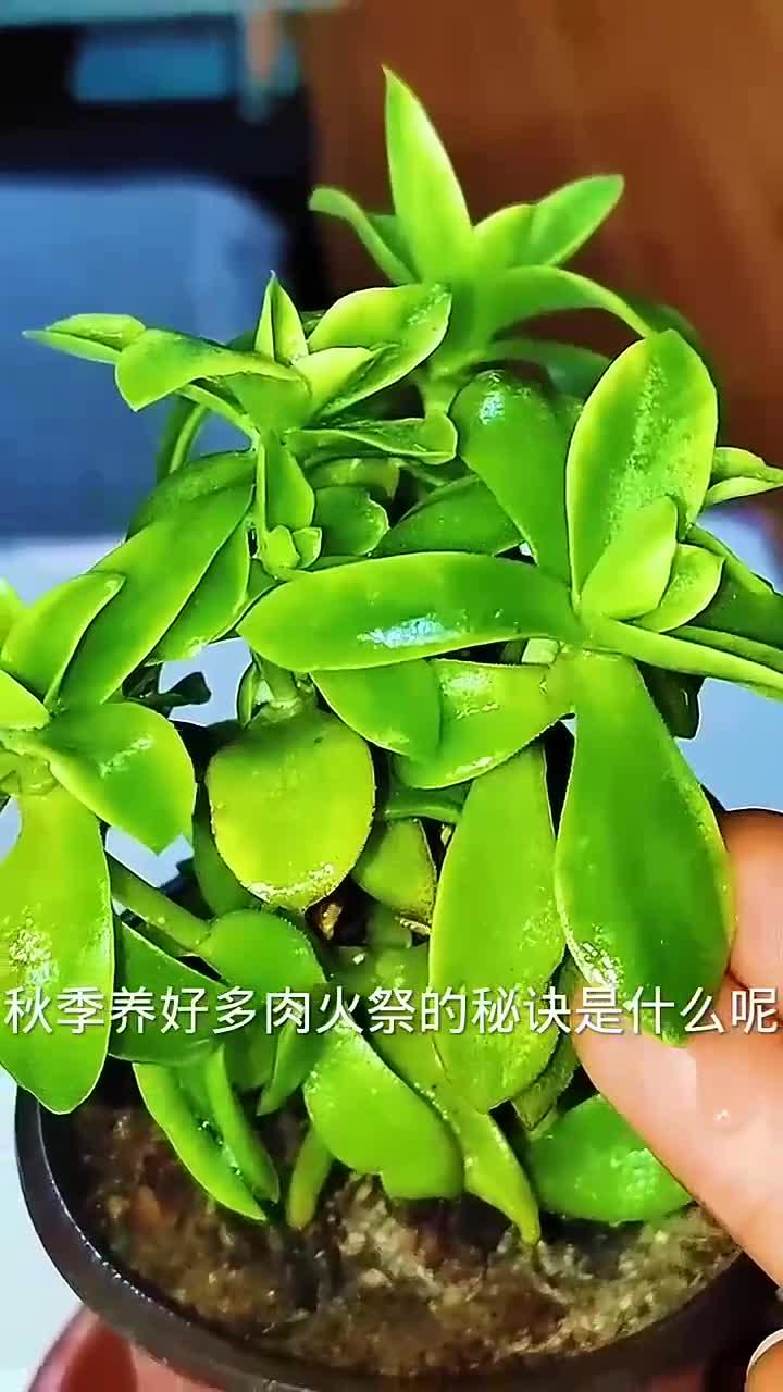 秋季养好多肉火祭的秘诀是什么?